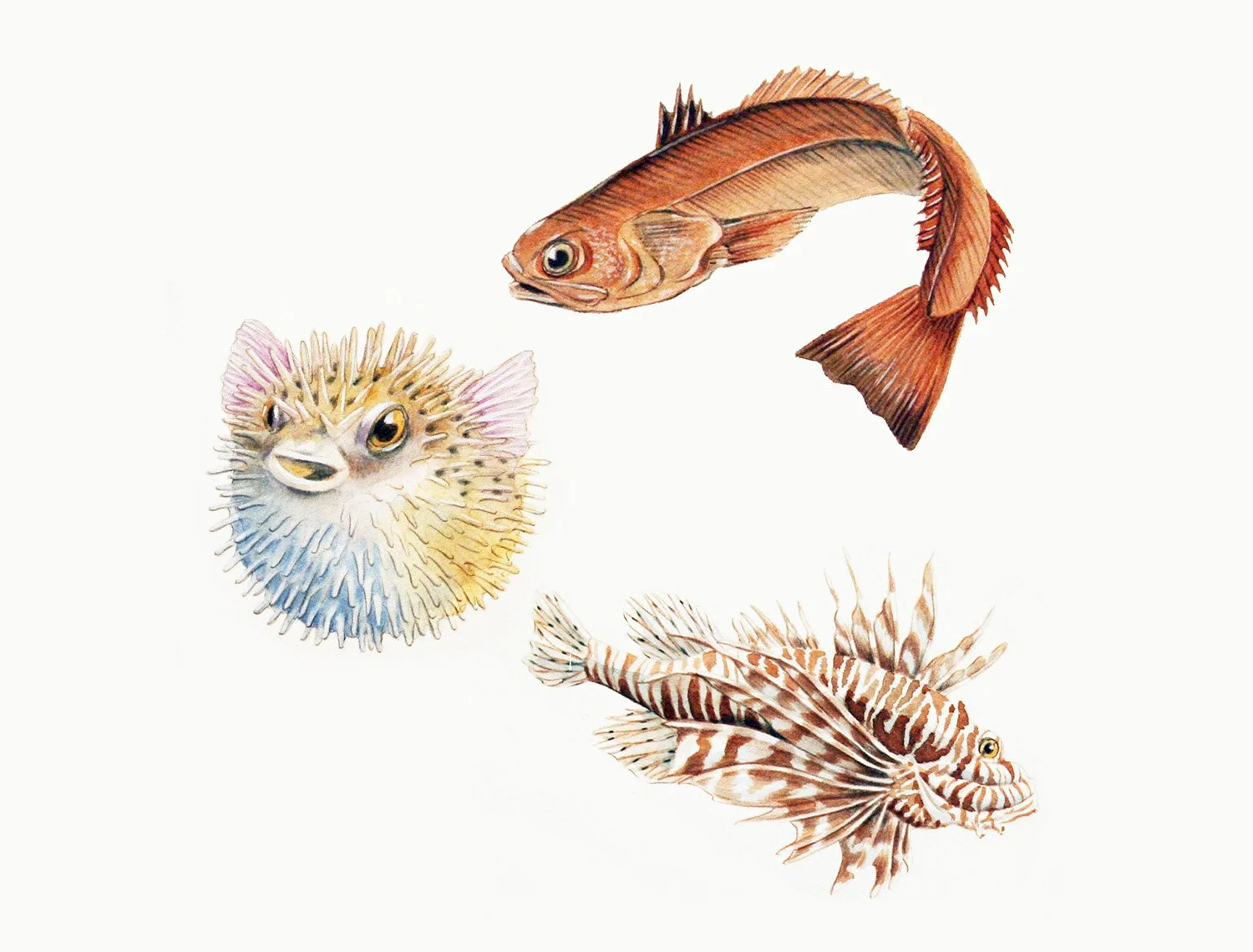 poisonous-fish.jpg