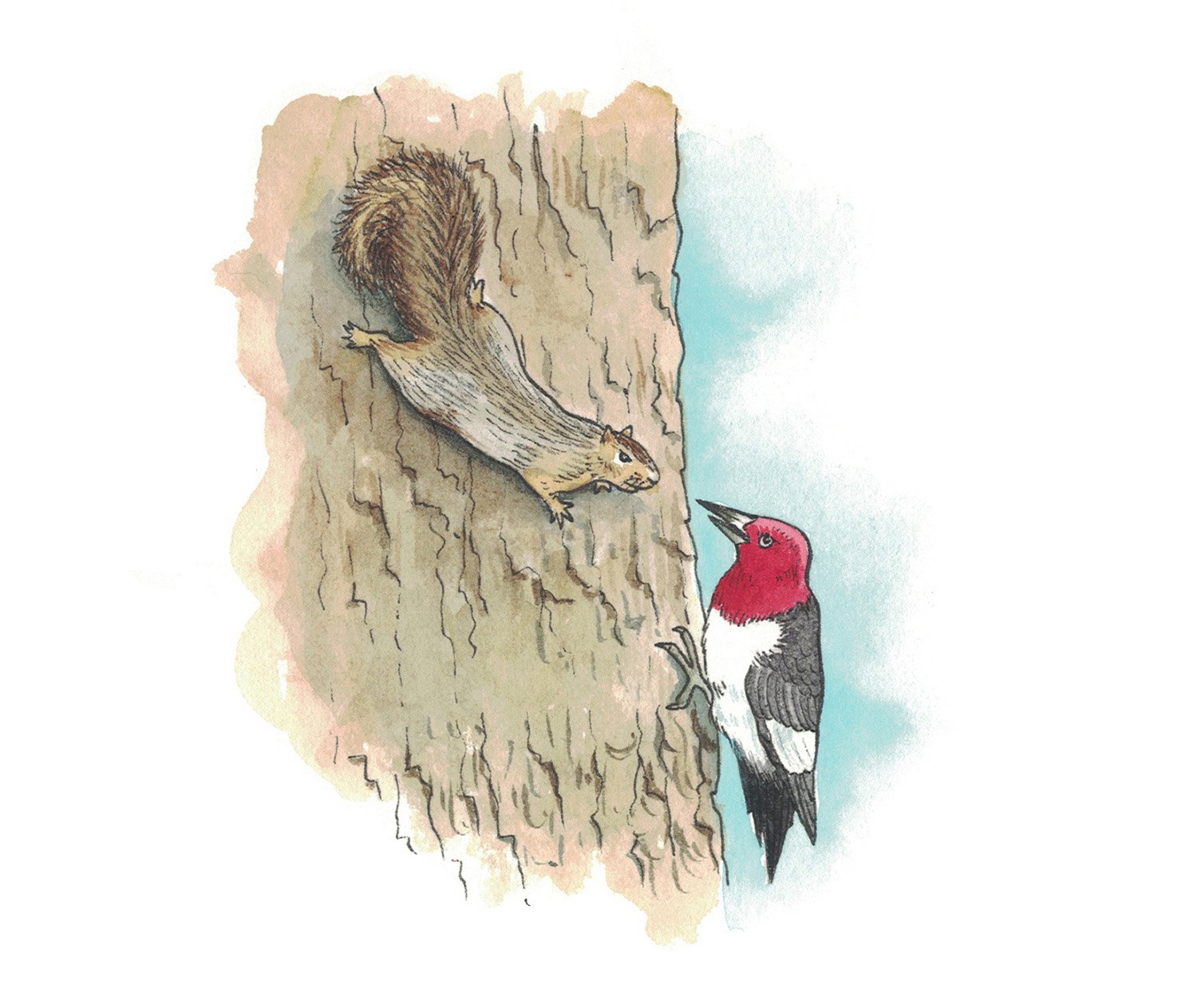 squirrel-woodpecker.jpg