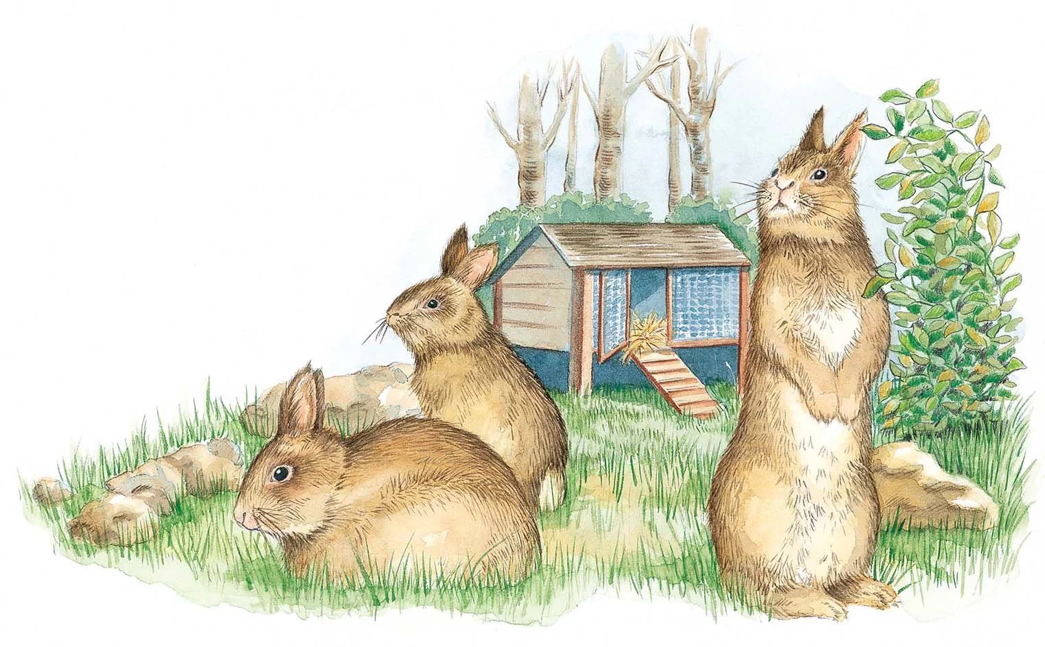 rabbit-family.jpg