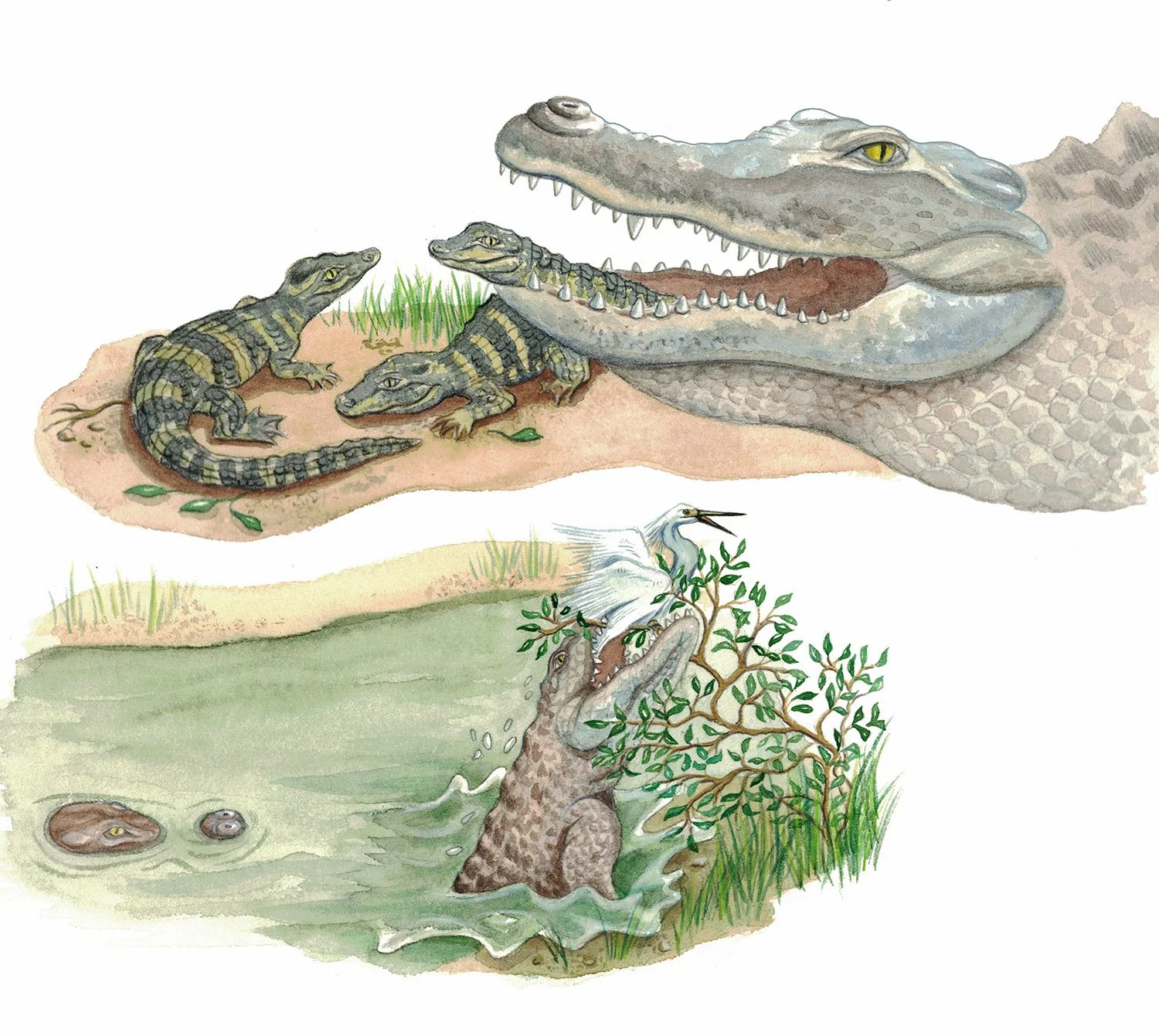 alligators.jpg