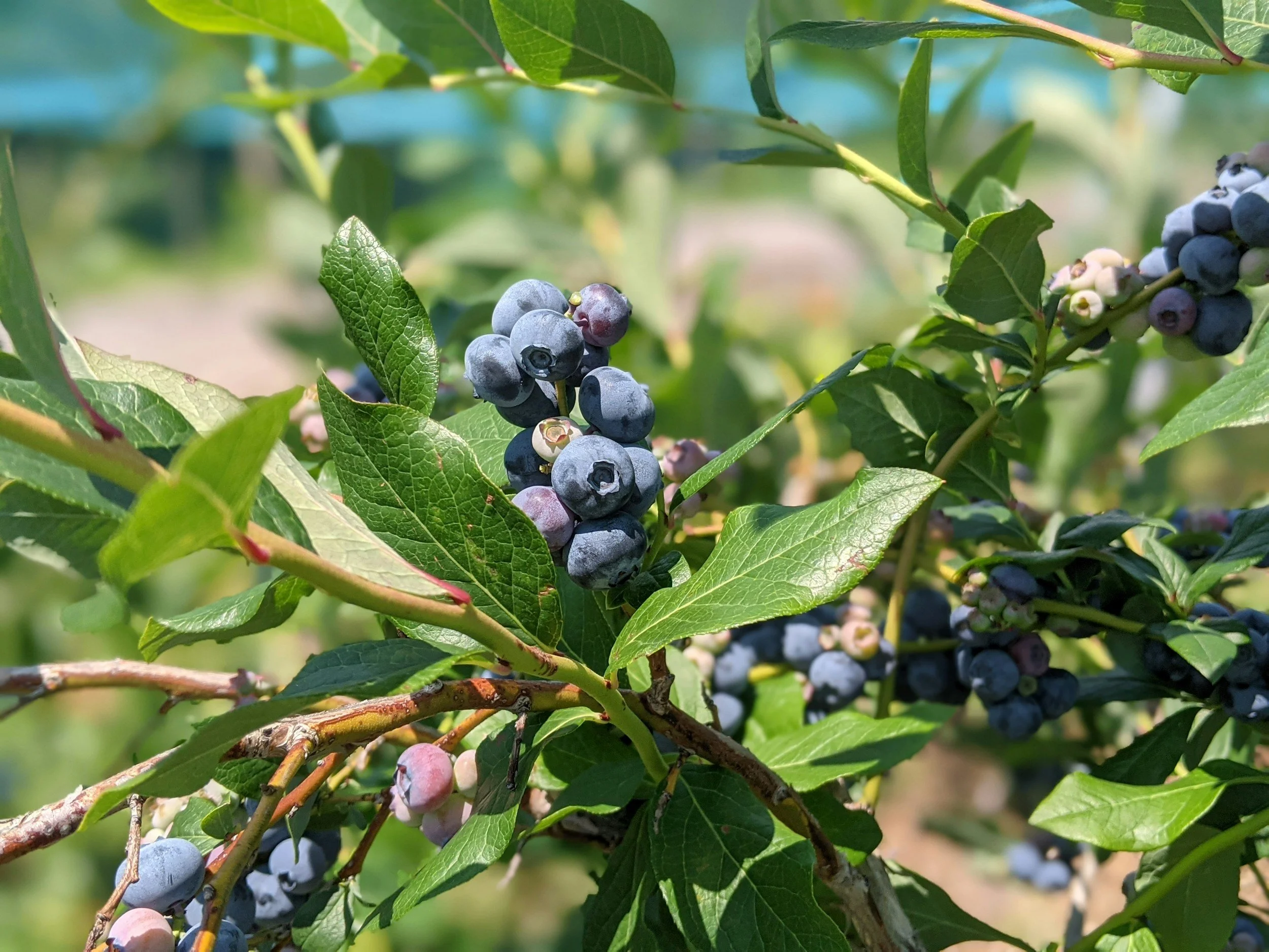Seasonal Ingredient of the Week: Florida Blueberries 