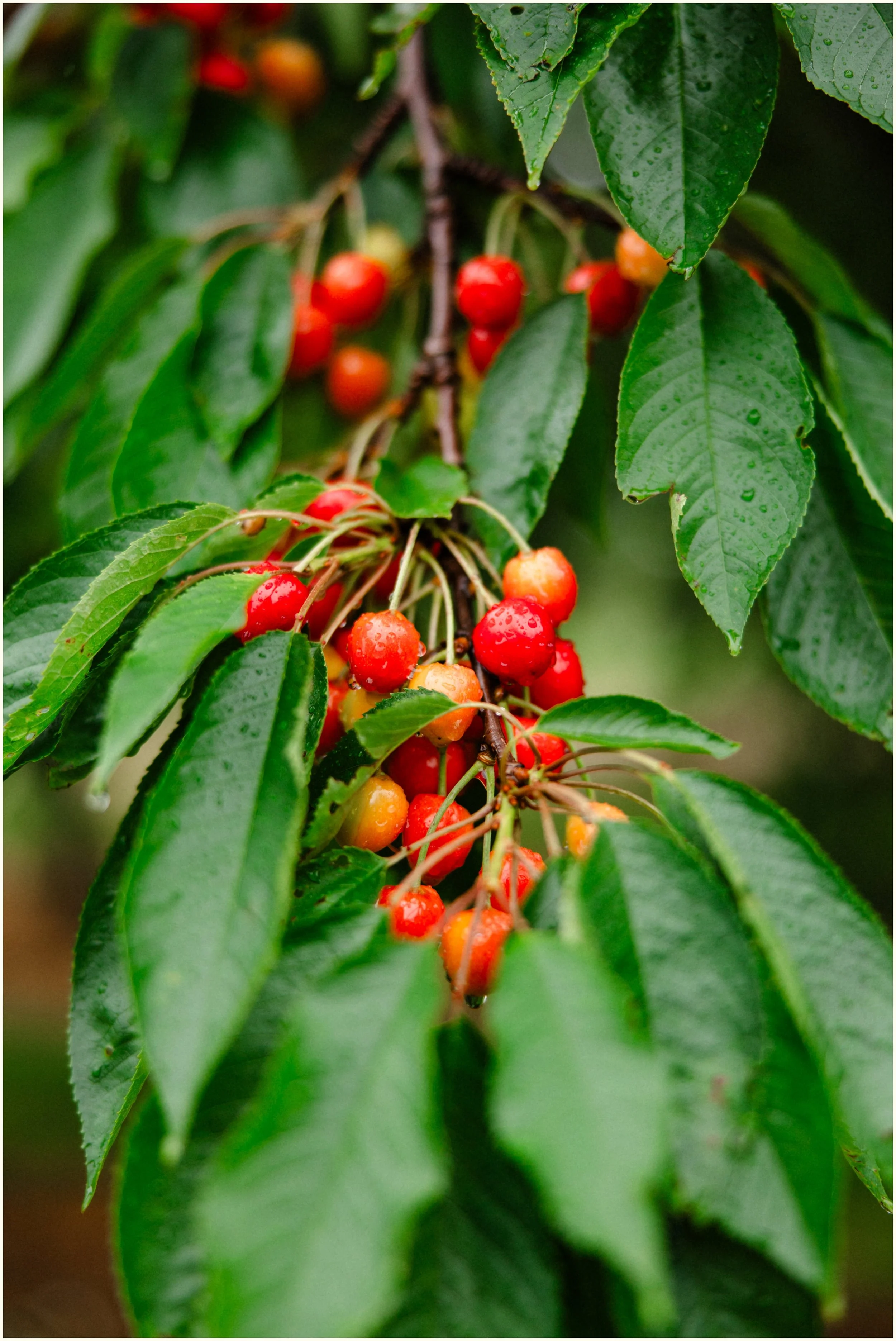 cherries in the rain