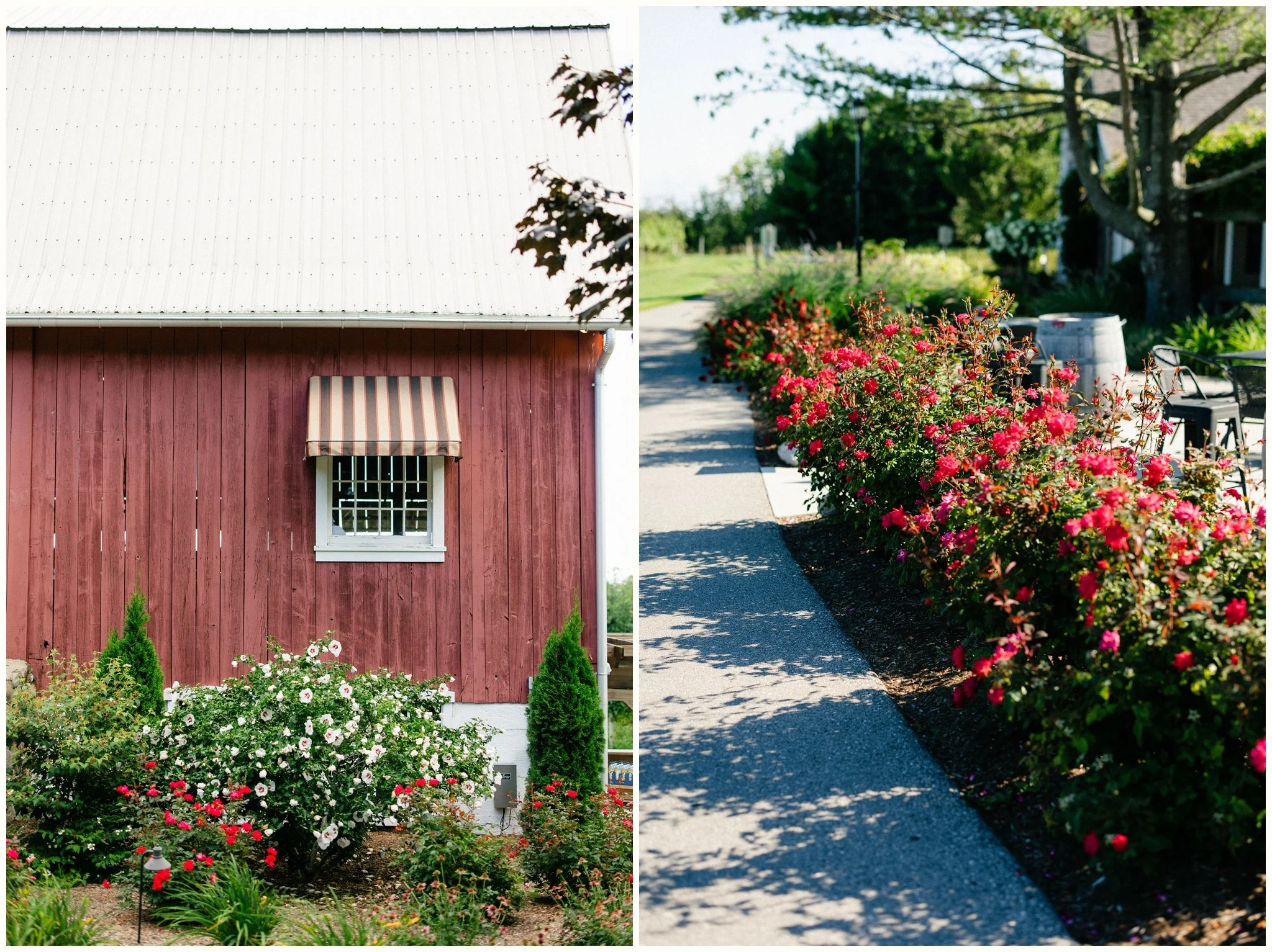 Ciccone Vineyard Wedding Venue