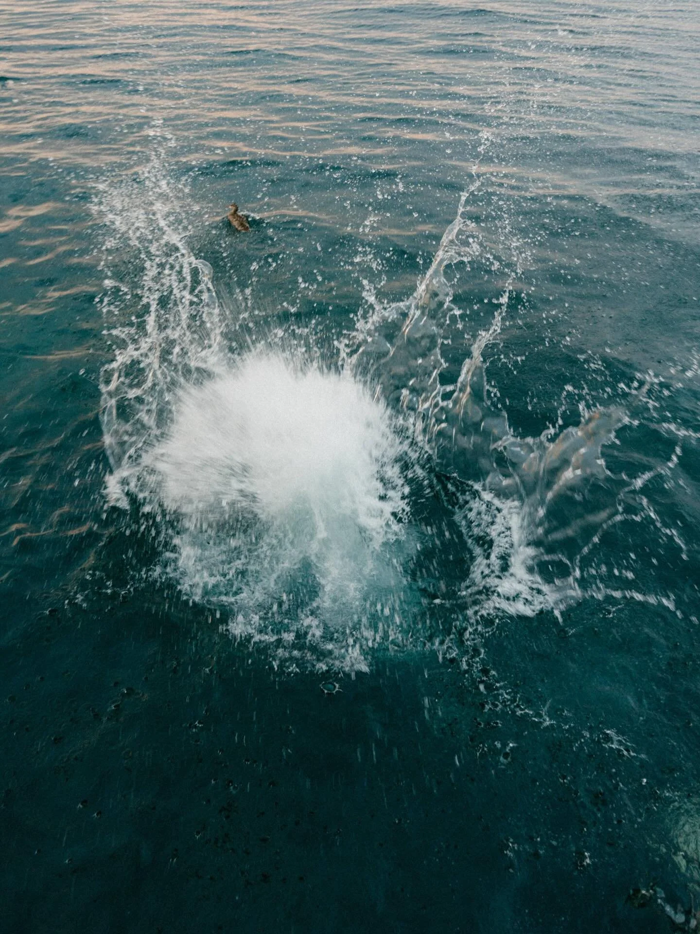 You only get to experience this day once. We always encourage our couples to slow down, embrace every moment, and make it count. And sometimes that looks like jumping in the bay with your groomsmen on your wedding day 🤭