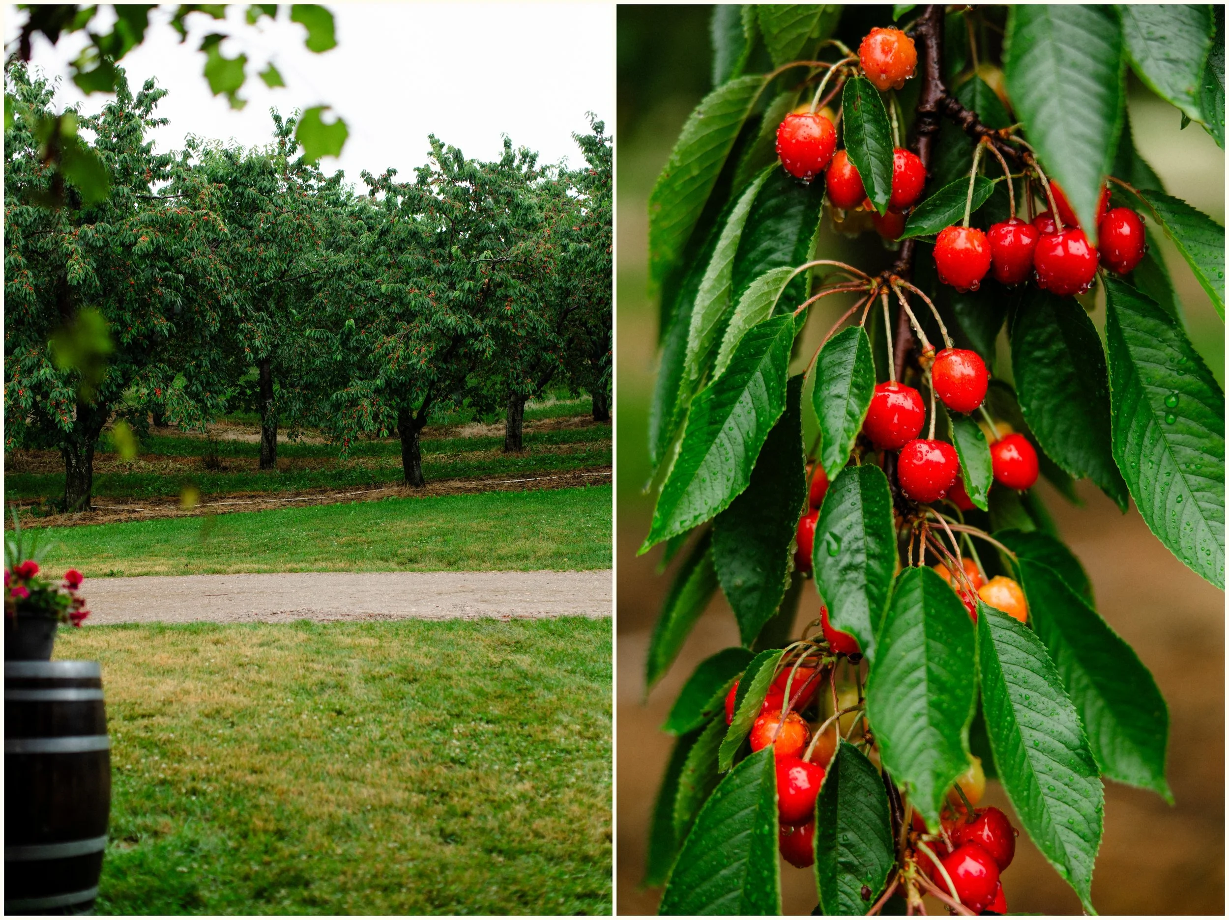 bayview wedding cherry orchard