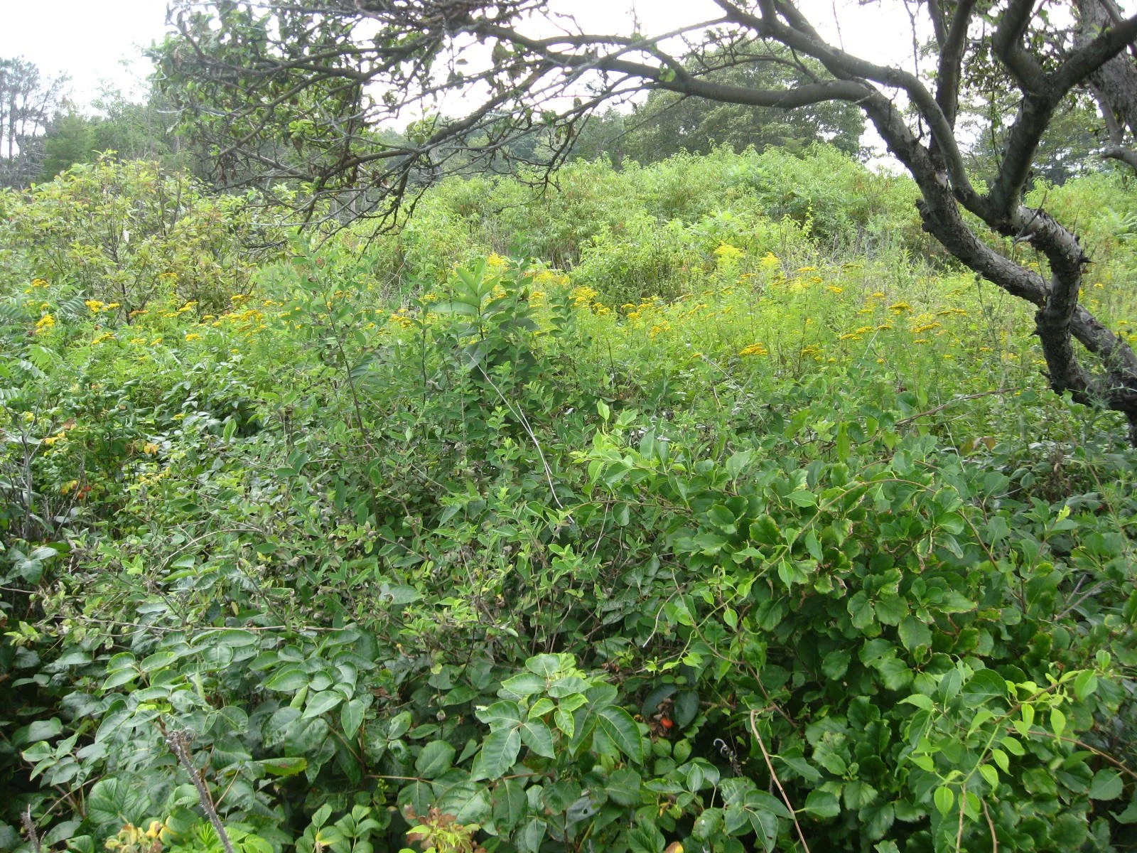 2010-Pre Restoration