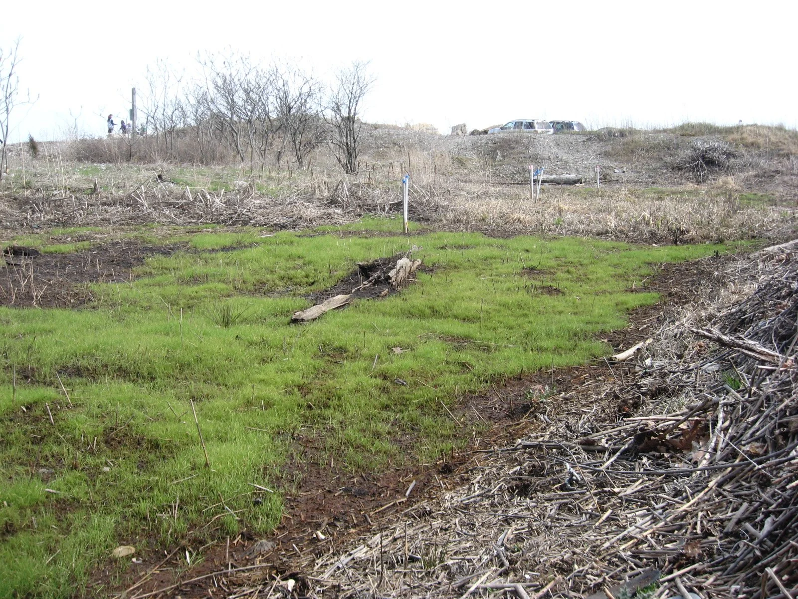 2014-Ongoing Restoration