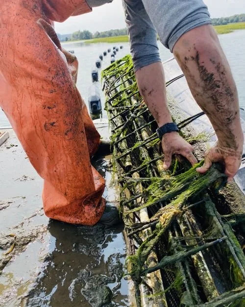Oyster Farming Workshop, Swell Oyster Co 
