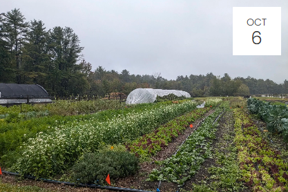 Soil Health and Rainwater Collection for Irrigation