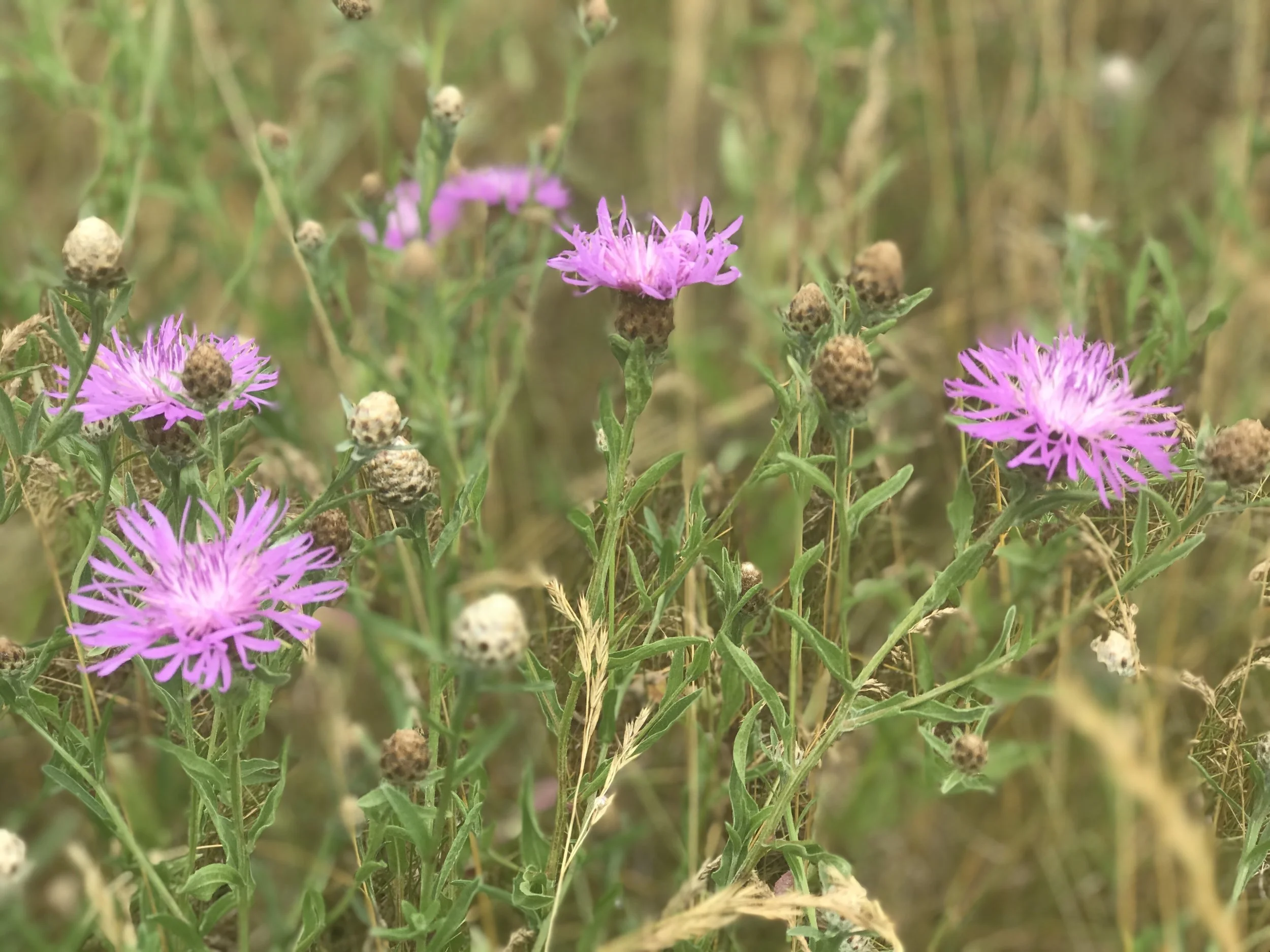 July 2020 TNC Spotted knapweed.JPG