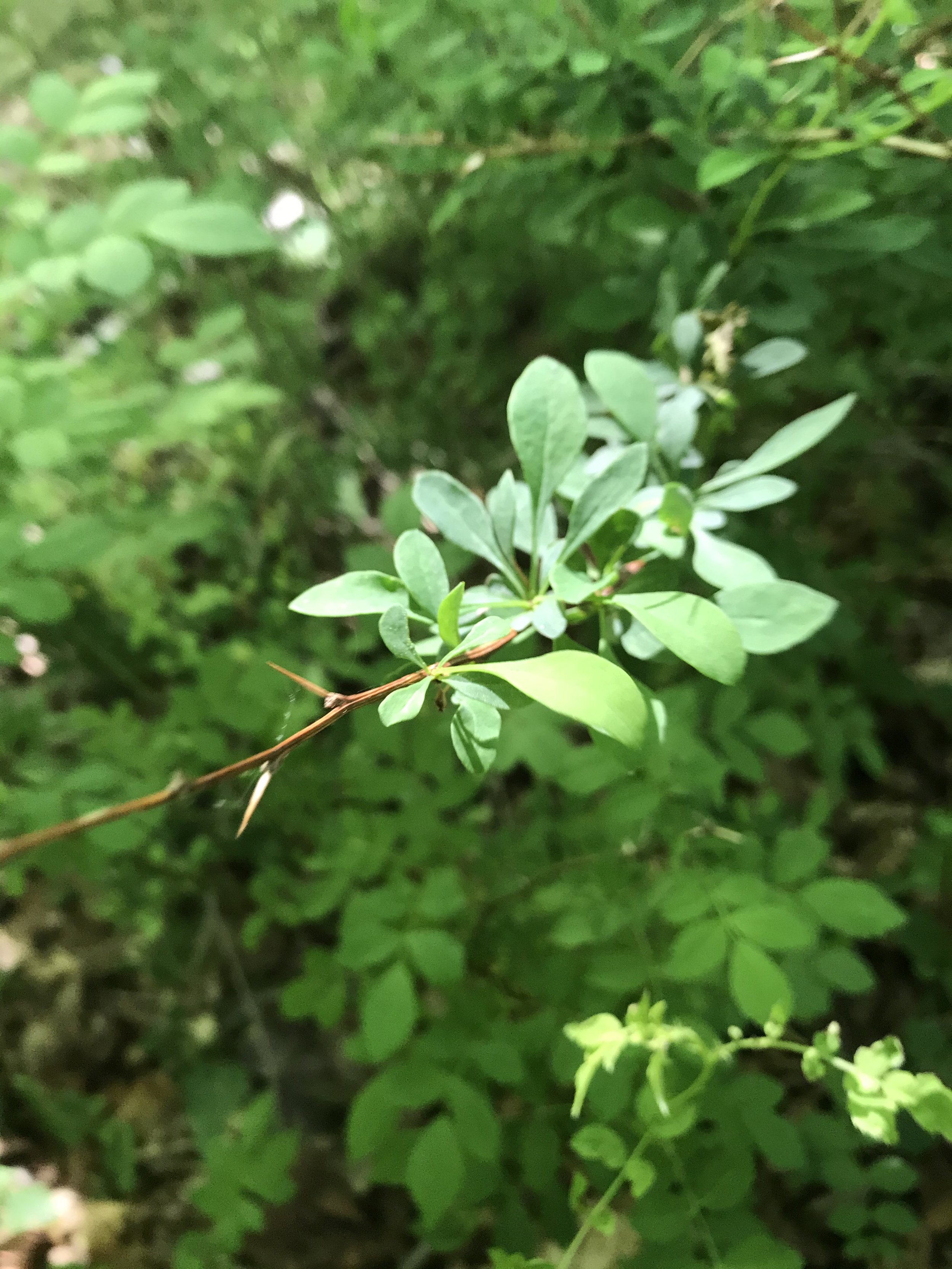 Japanese barberry.JPG