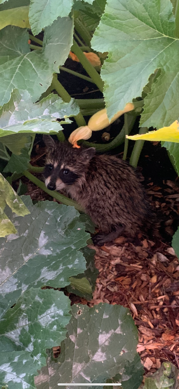 Homesteading As A Hedge Against Uncertainty