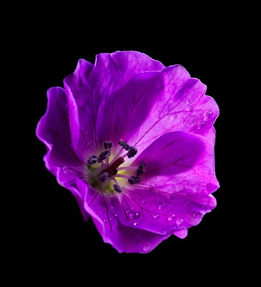 The Cranesbill — Things in the Barn