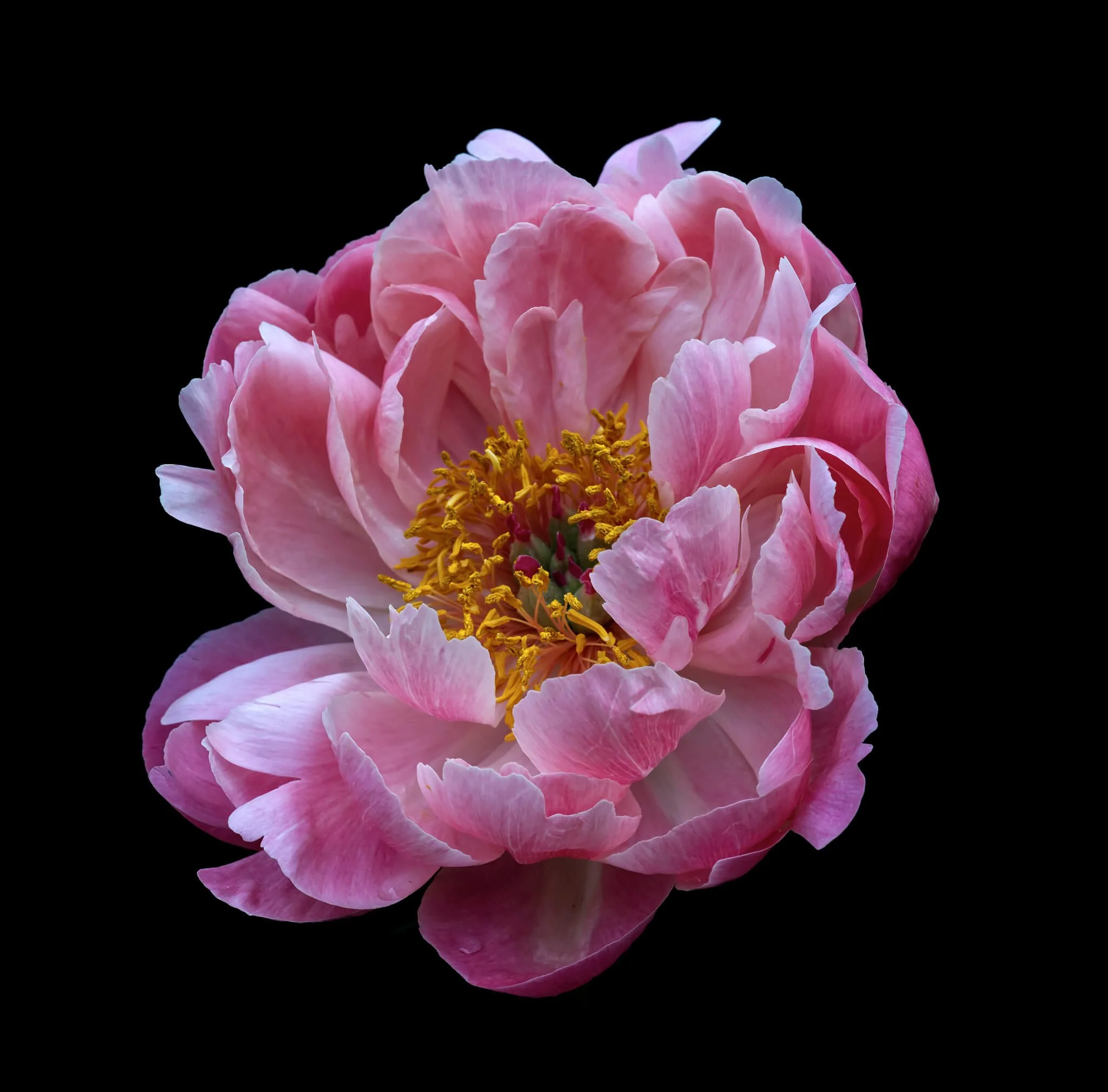 Portrait of a pink peony against a black background