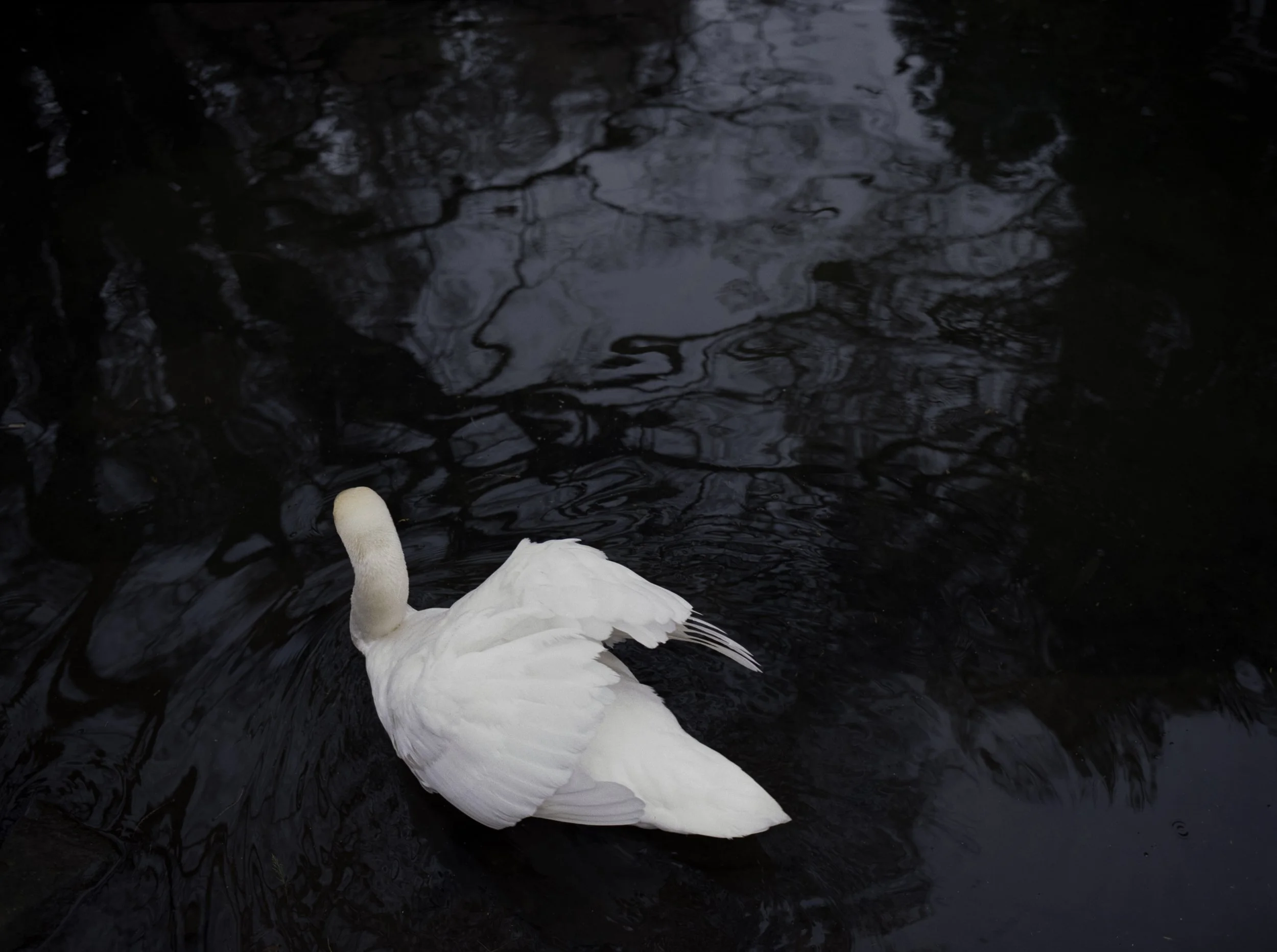 28_Swan_LR.jpg