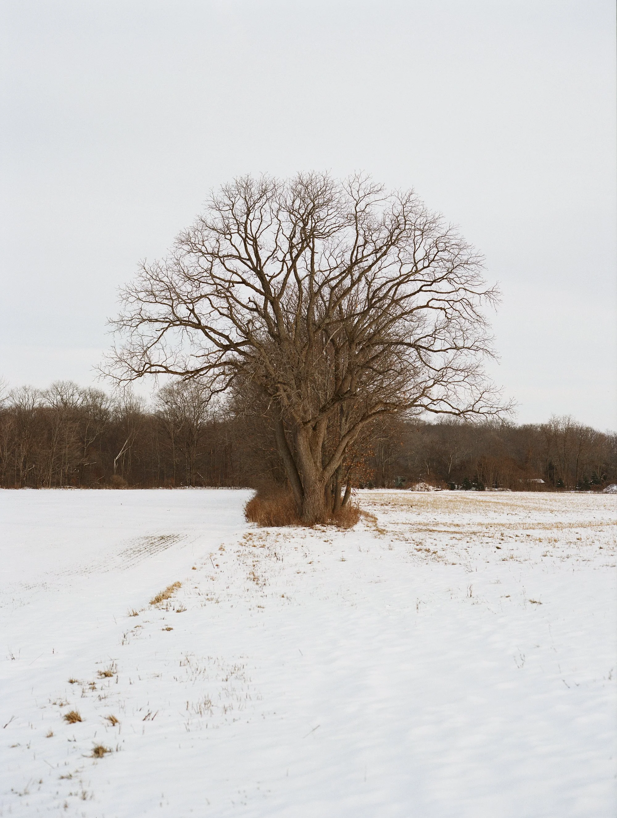 17_Tree_LR.jpg