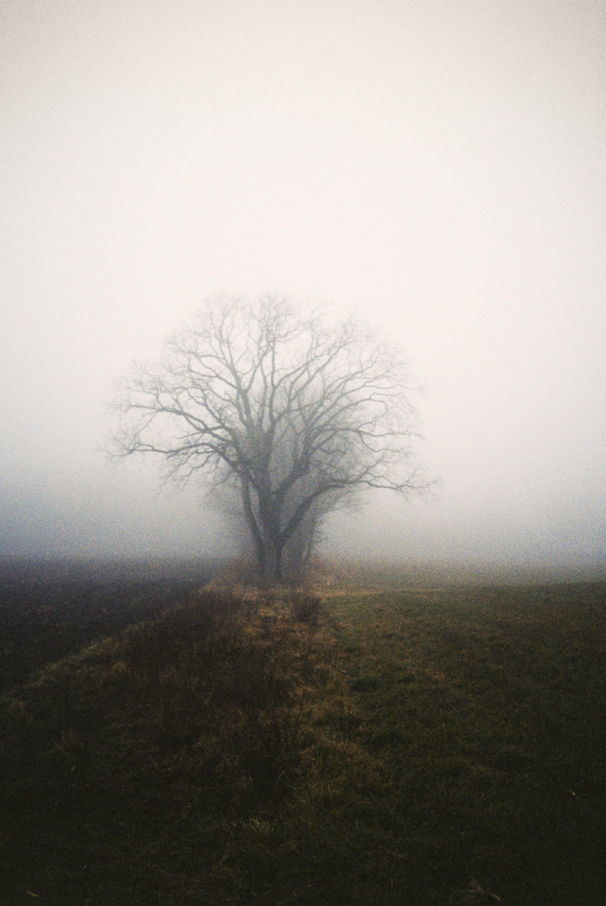 005_FogTree_LR.jpg