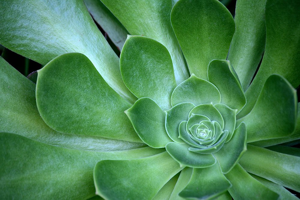 Single Succulent