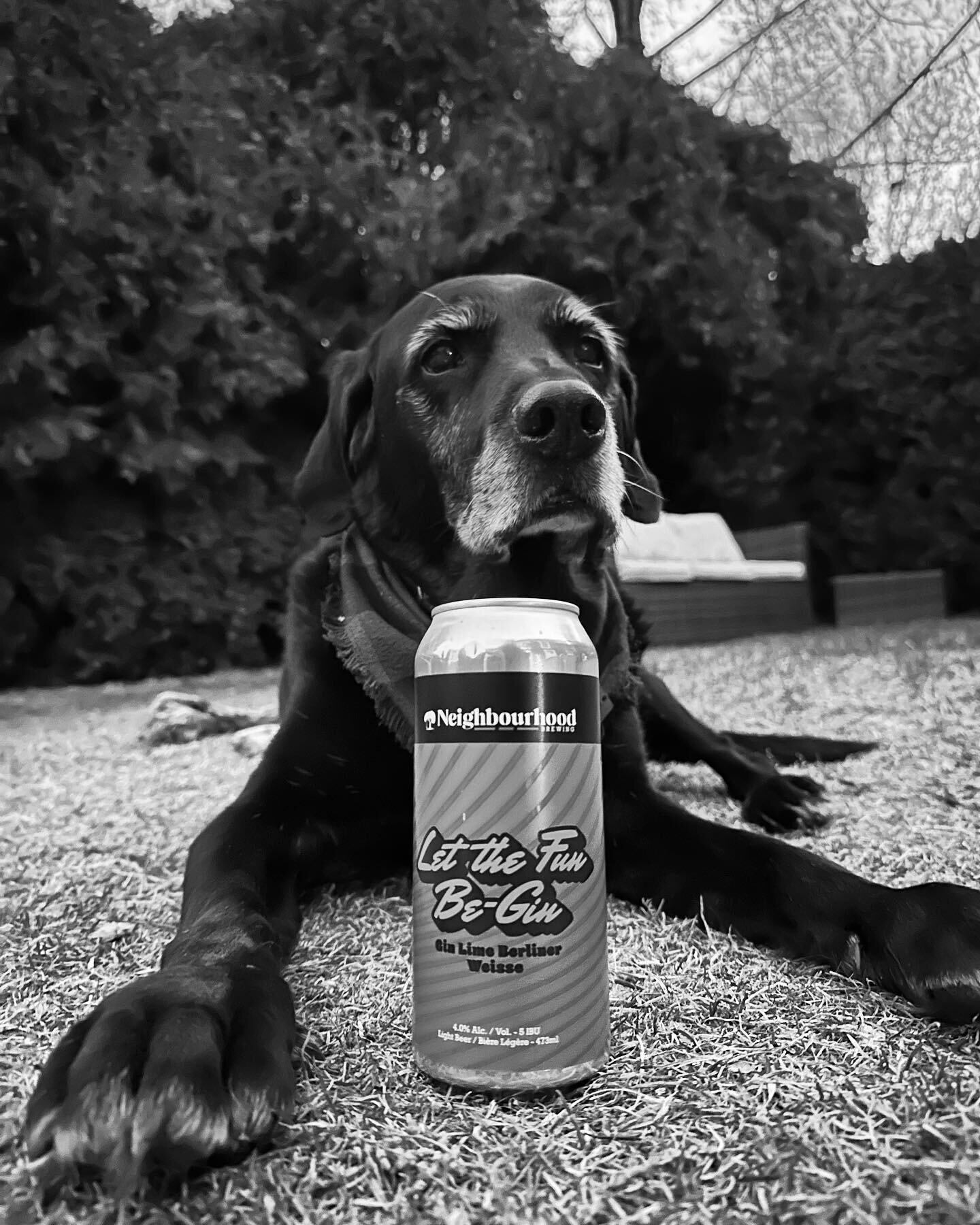 Beer Review Tuesday&hellip;on a Thursday!🍻
Eddie has been enjoying a busy couple of weeks on the road and he gently reminded us we missed our beer review! 🐶 
So he picked up this delicious brew from @nbhdbeer while he was in Penticton!
🍸Let the Fu