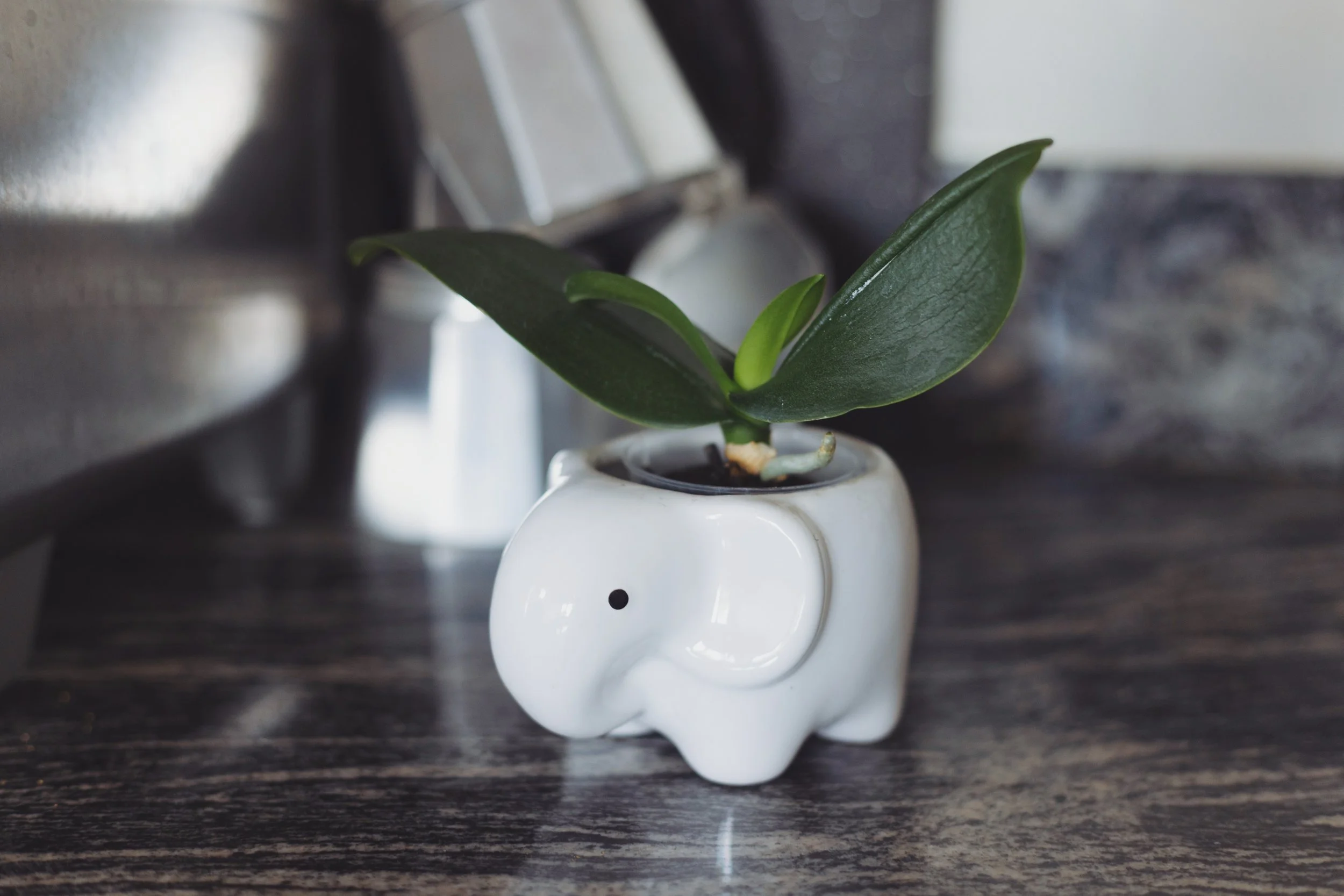 White elephant planter with a small green plant inside shown from the side on a textured counter with a coffee pot in the background.