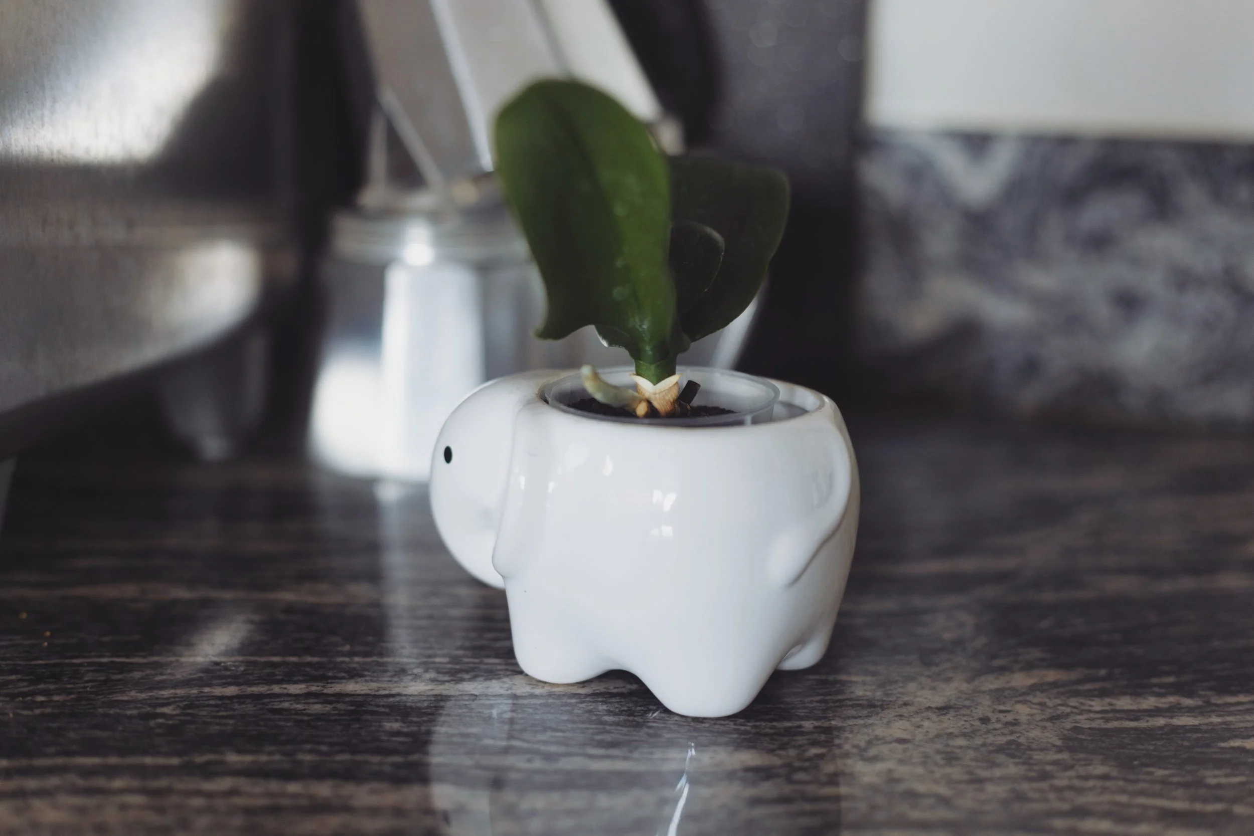 White elephant planter shown from the back with a small green plant inside on a textured counter with a coffee pot in the background.