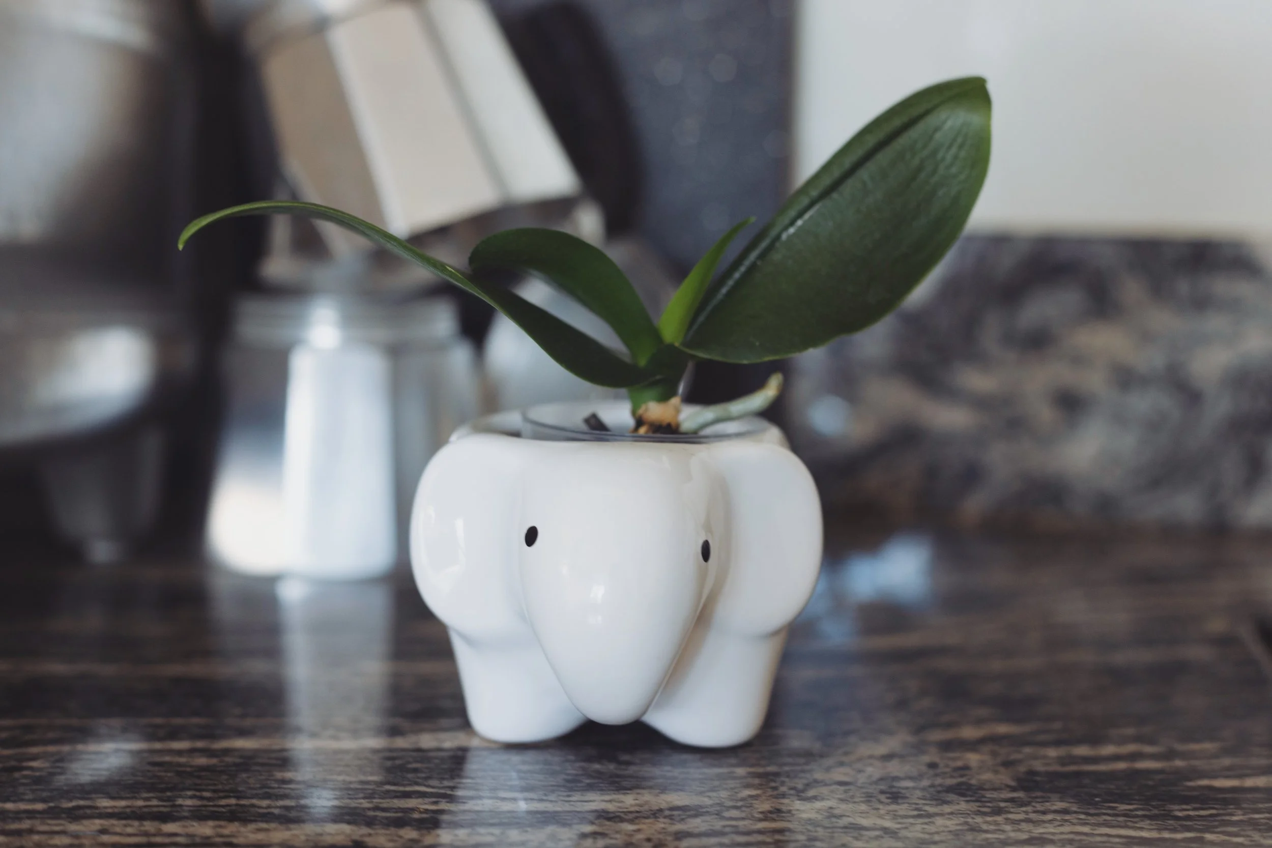 White elephant planter with a small green plant inside on a textured counter with a coffee pot in the background.