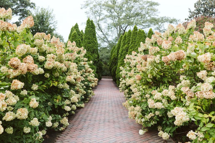 Brick pathway surrounded by flowering bushes and tall trees in a garden.