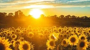 Spiritual Fellowship and Close of Day