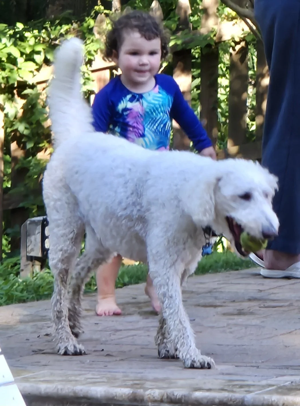 Dogs were invited, too! Much to Josephine's delight.