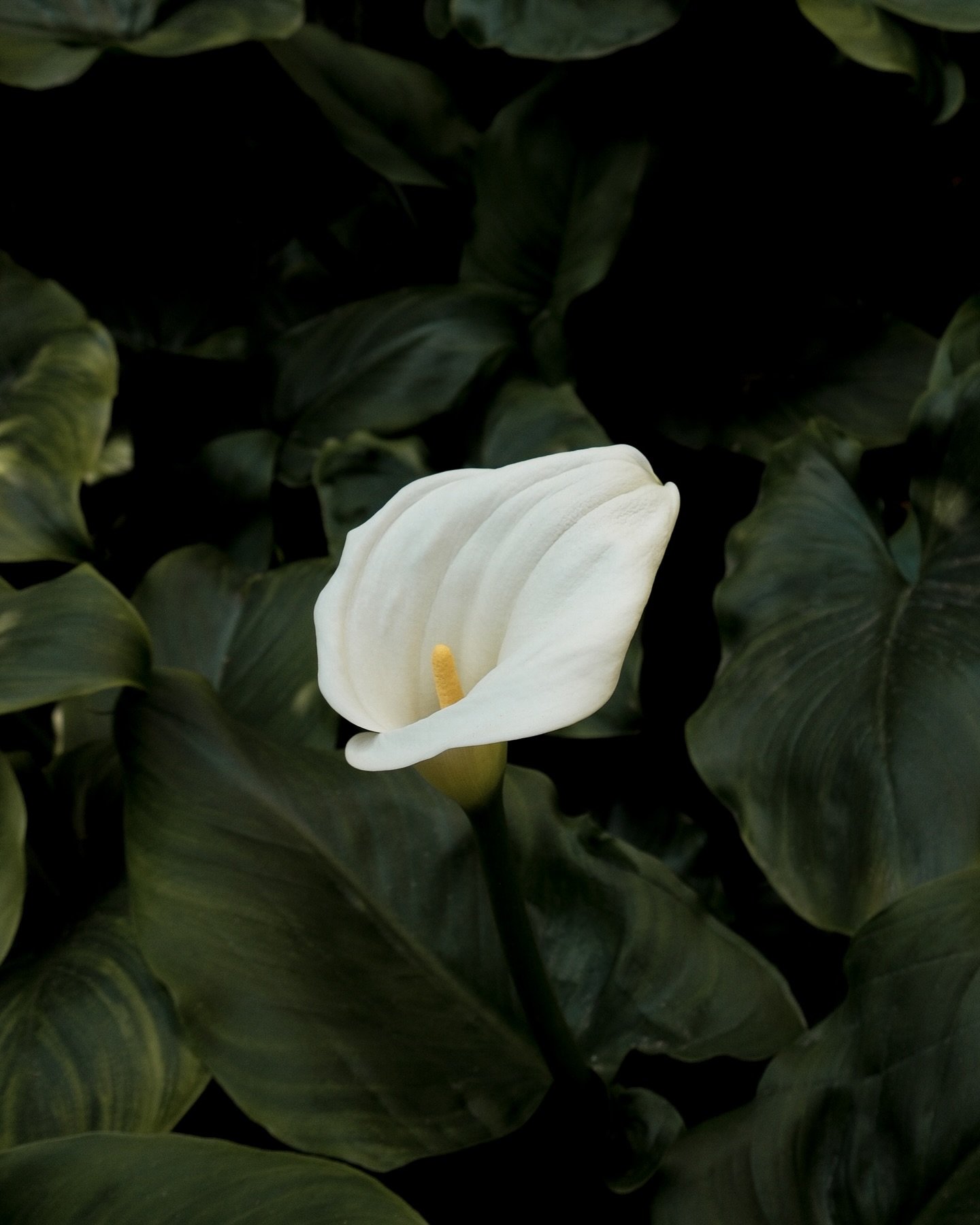 Calla lilies are everywhere this season &mdash; and I&rsquo;m not mad about it 🤍