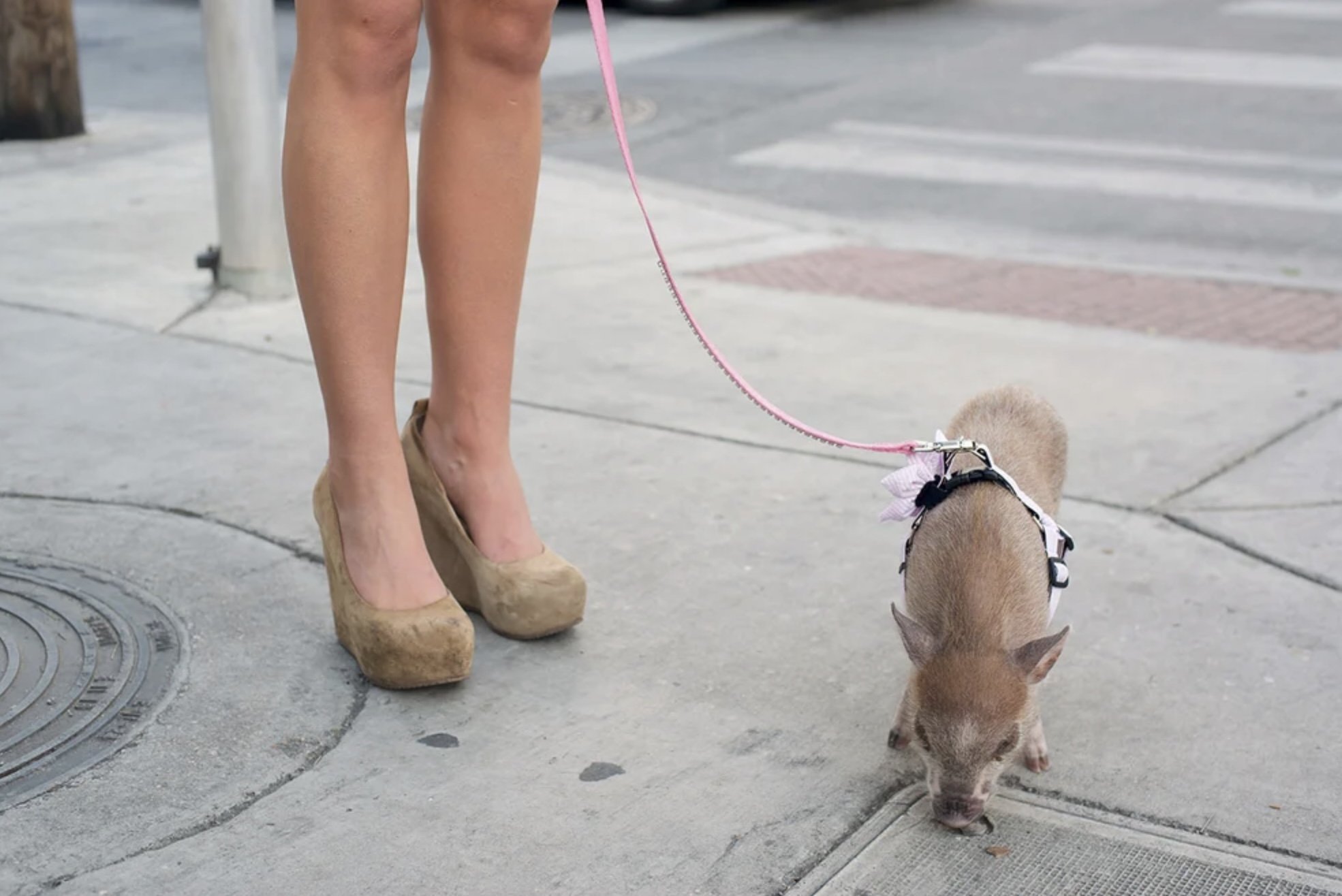 Teacup pig