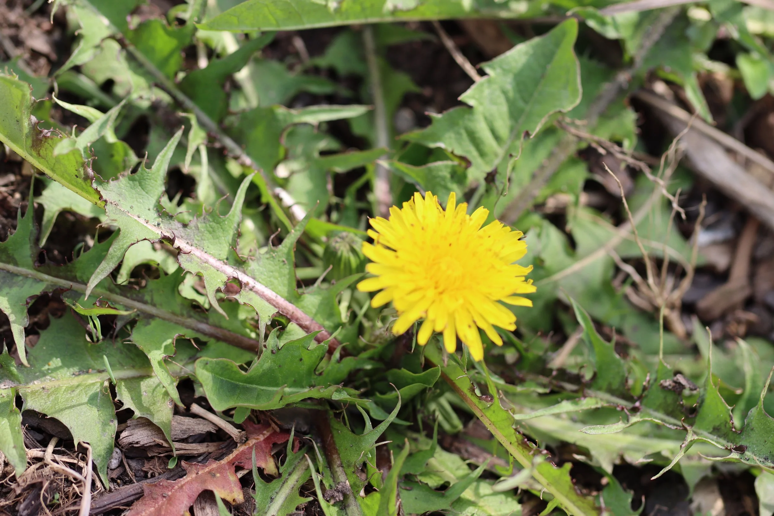 Dandelion.JPG