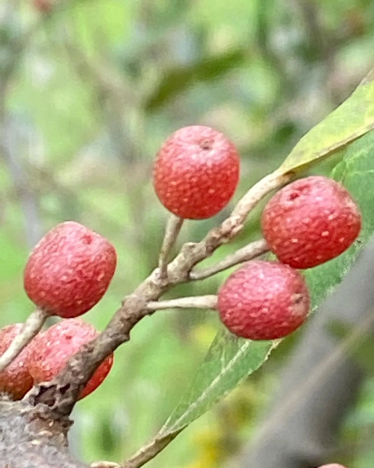 Autum olive berries.JPG
