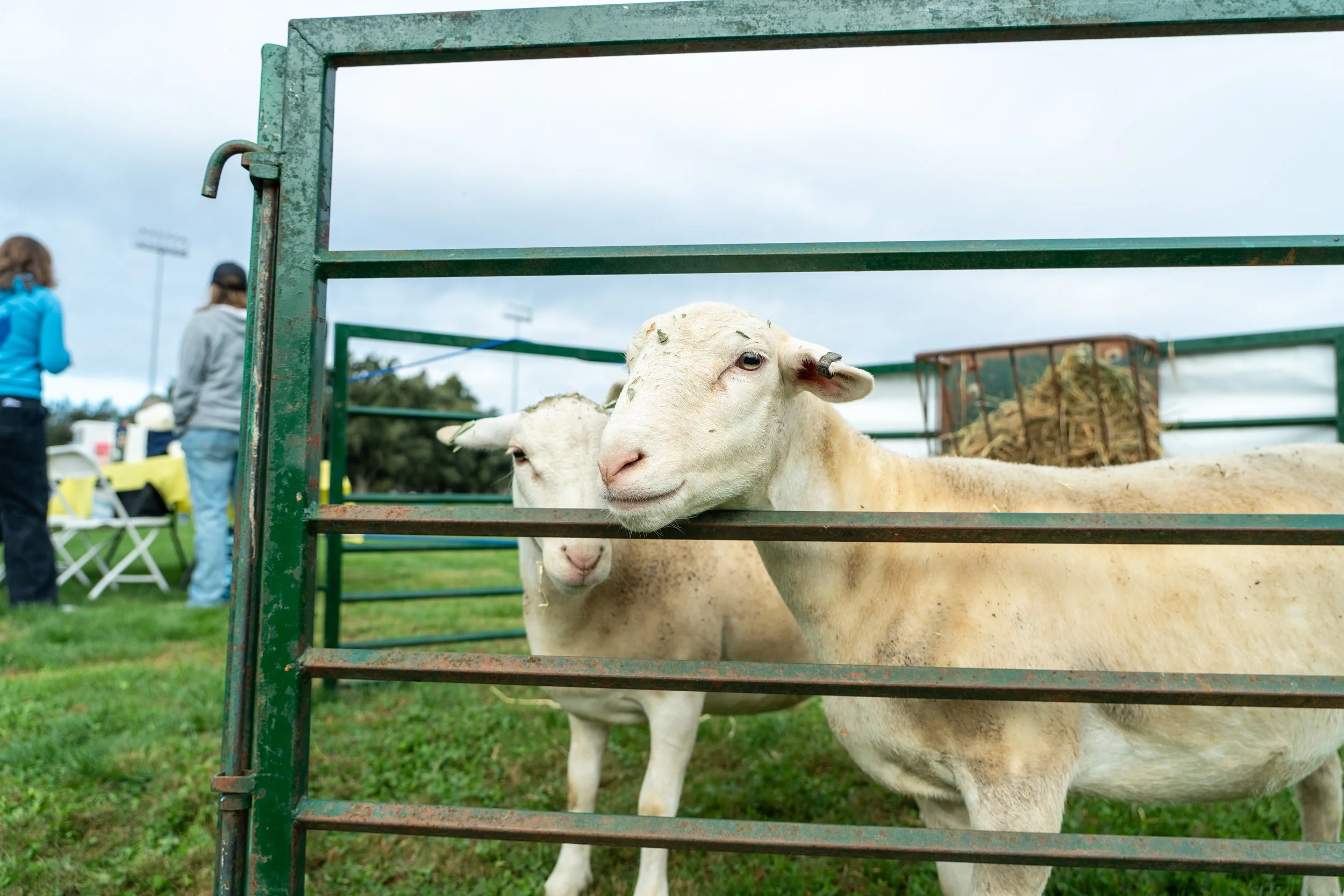 Sheep_DSC09805.jpg