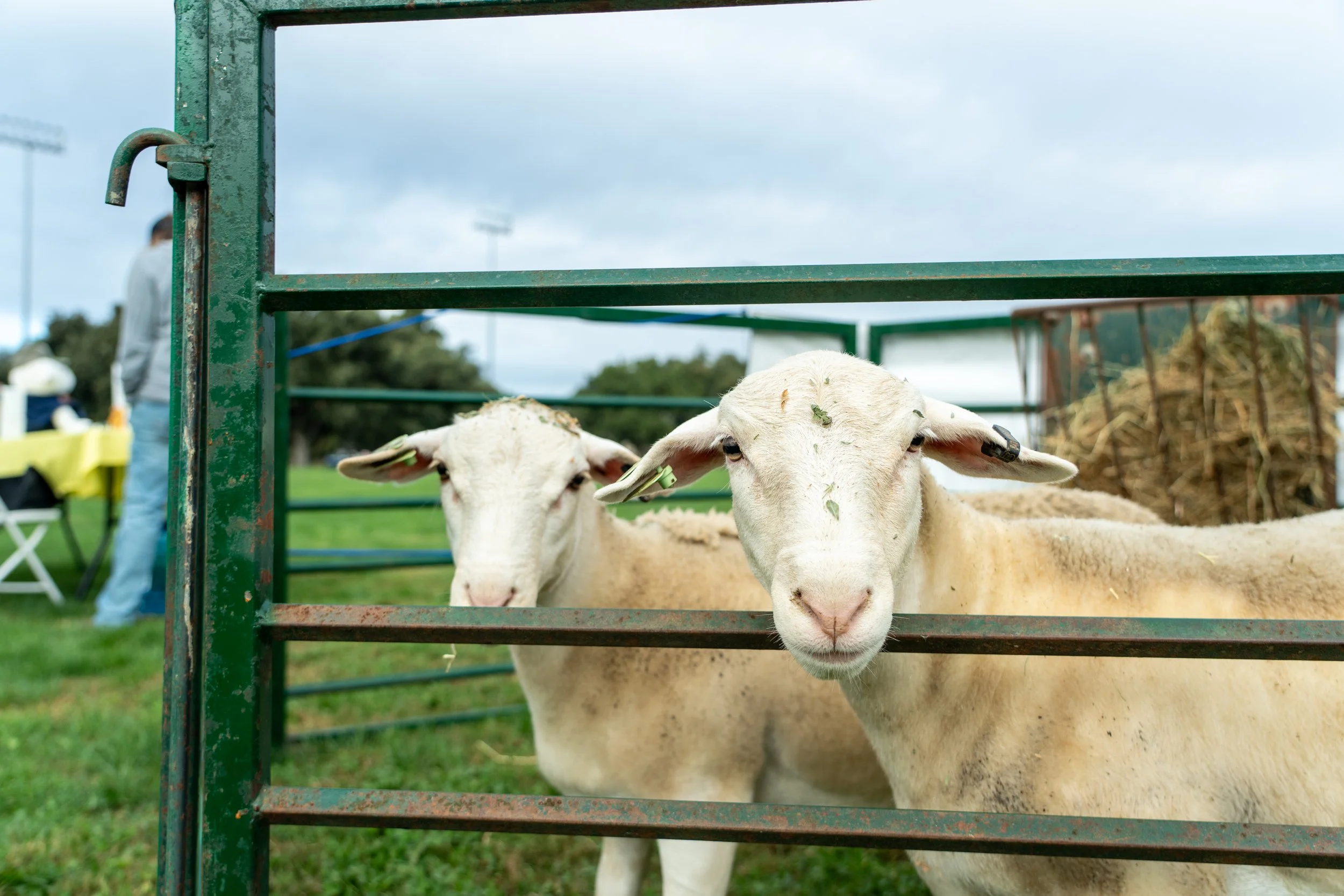 Sheep_DSC09804.jpg