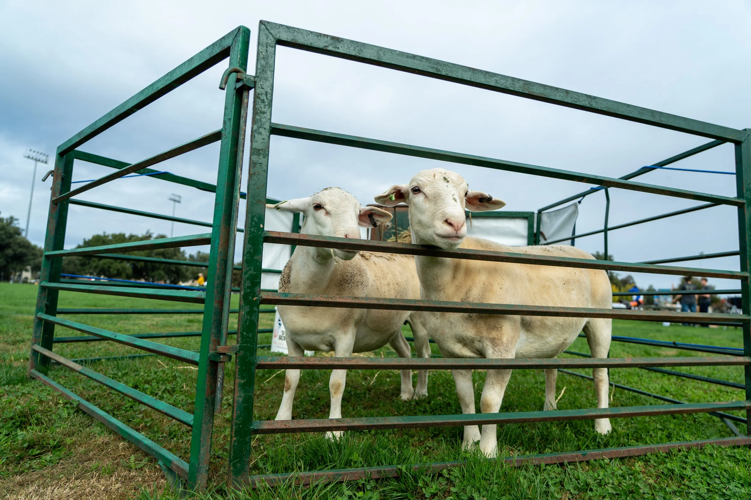 Sheep_DSC09806.jpg