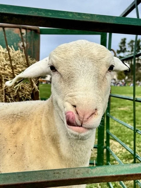 IMG_7551 Medium.jpeg