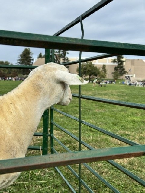 IMG_7554 Medium.jpeg