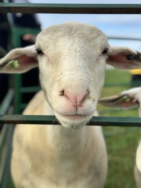 IMG_7511 Medium.jpeg