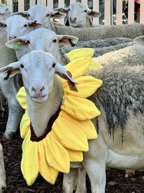 IMG_7375 Medium.jpeg