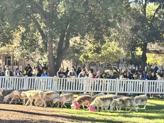 IMG_7404 Medium.jpeg