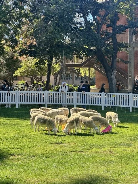 IMG_7442 Medium.jpeg