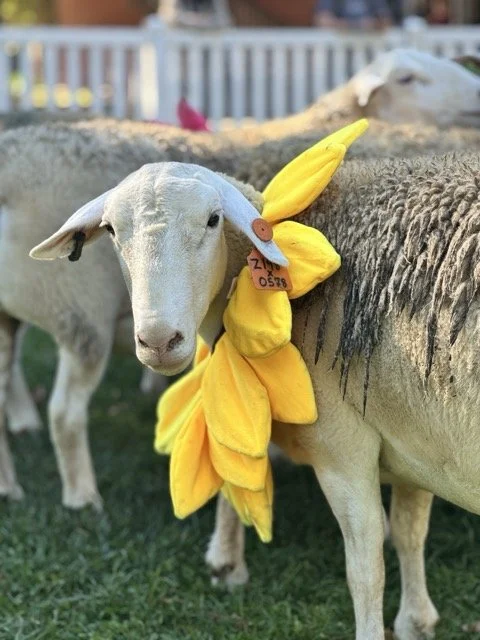 IMG_7446 Medium.jpeg