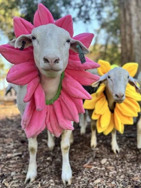 IMG_7476 3 Medium.jpeg