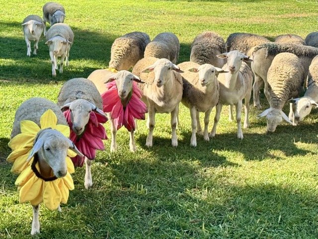 IMG_7486 Medium.jpeg