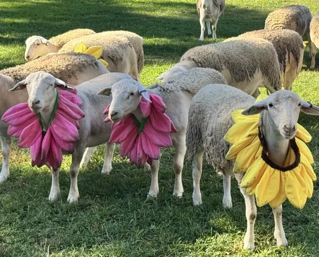 IMG_7488 Medium.jpeg