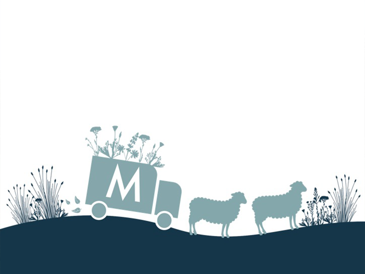 miridae2.png