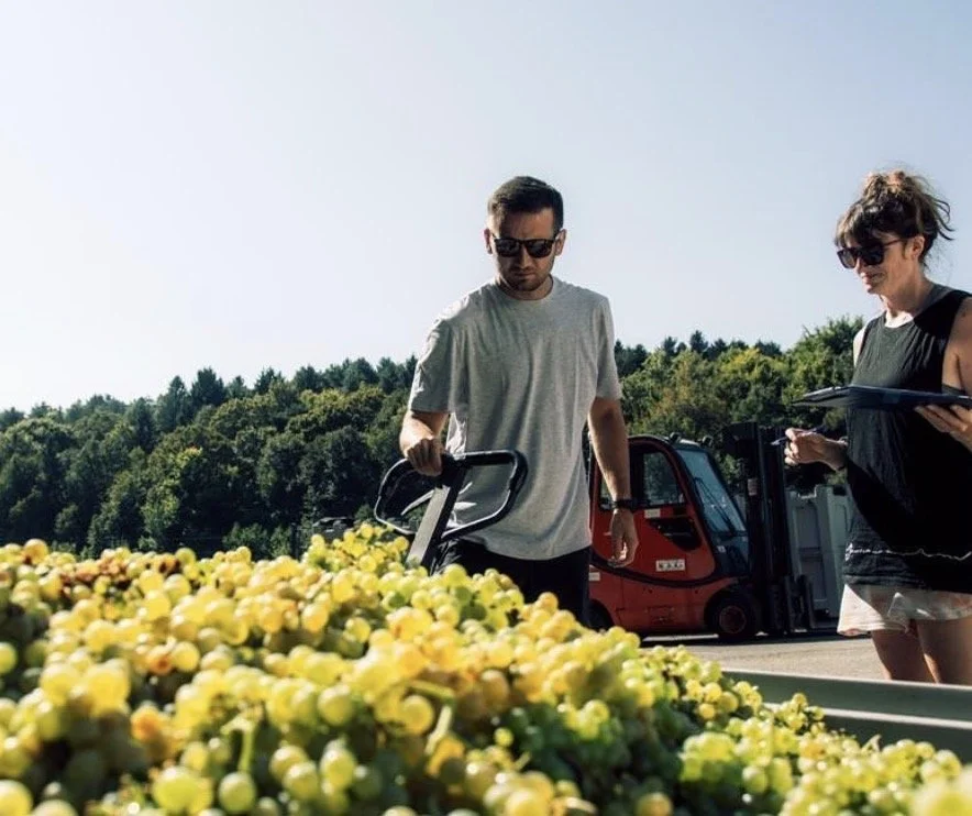 Letters From The Vineyard: Gonc Winery (TWO FLIGHTS!)