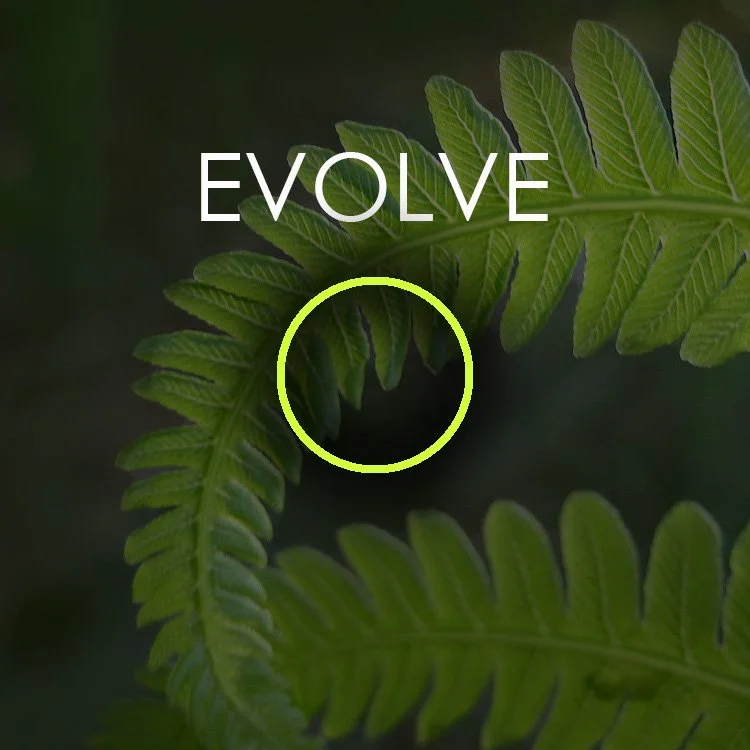 design package: Evolve