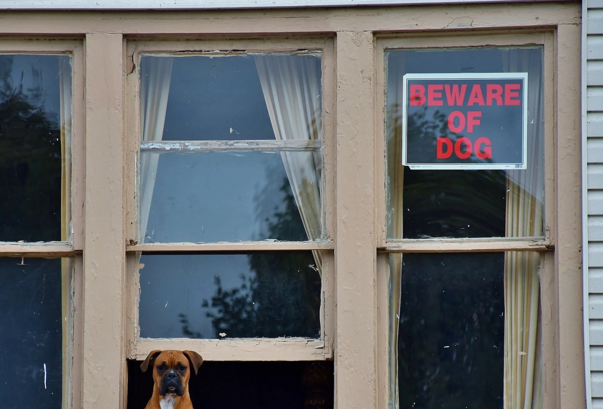 Santa Cruz Personal Injury Lawyer Pacific Coast Injury Lawyer Dog Bite Cases